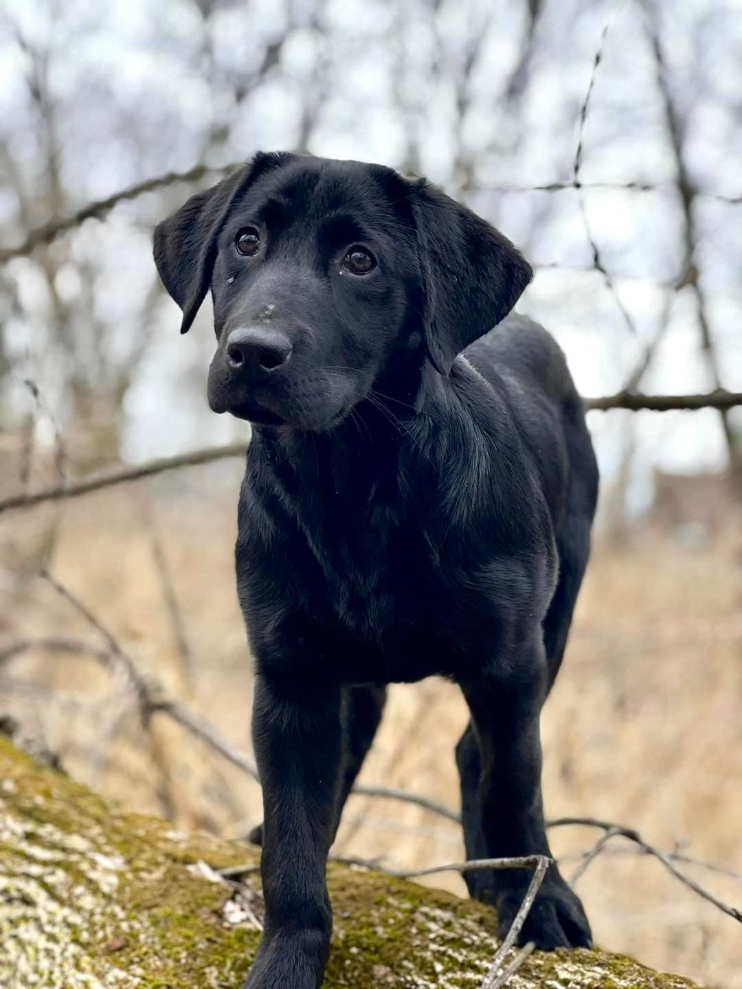 Southfork retrievers store