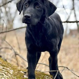 Labrador Retriever Puppies from Southfork Retrievers