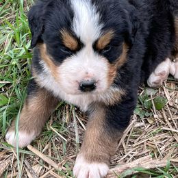 Zeus - Black tan and white male Bernese Mountain Dog puppy in Falls Mills, Virginia from Buck’s Bernese