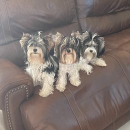 Biewer Terrier and Yorkshire Terrier Puppies from York Town California