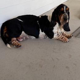 Basset Hound puppies from Baldwin Ranch Bloodlines