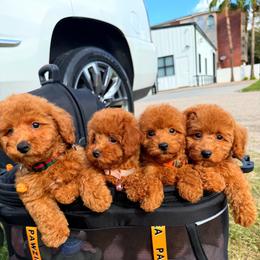 CHERRY - Red female Maltipoo puppy in Sugar Land, Texas from Celebrity Maltipoos