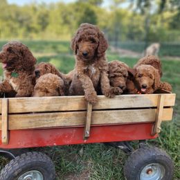 Goldendoodles and Mastiffs from Diana's Puppies