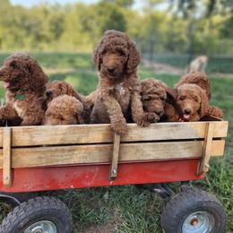 Goldendoodles and Mastiffs from Diana's Puppies