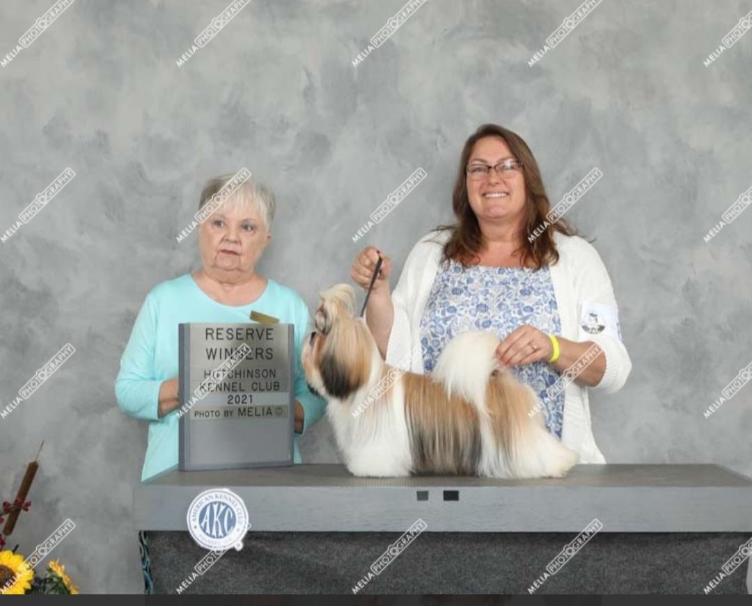 Delight Kennel in Missouri Shih Tzu puppies Good Dog