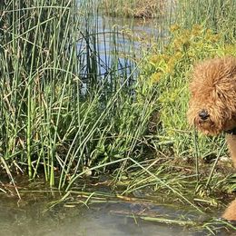 Goldendoodles from Canoodle Doodles
