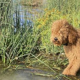 Goldendoodles from Canoodle Doodles