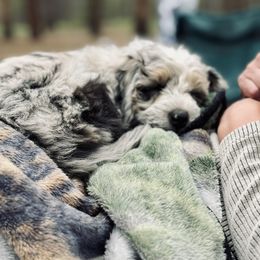 Cockapoo, Sheepadoodle, and Whoodle Puppies from Saddle Mountain Doodles