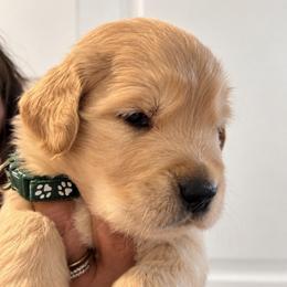 6th pick boy - Golden male Golden Retriever puppy in Fresno, California from Warwick’s Central California Goldens