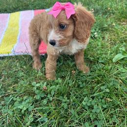 Heidi - Red female Cavapoo puppy in Mint Hill, North Carolina from DoodleForever