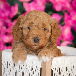 Rory - Red female Bernedoodle puppy in Longview, Texas from Furry Tail Doodles