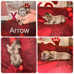 Arrow - Blue male Shih Tzu puppy in Lancaster, Ohio from Wandering Tzu