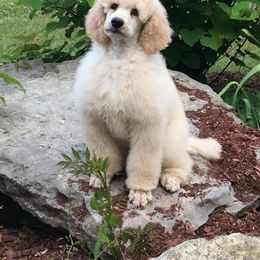 Poodle Puppies from Gwynt Standard Poodles