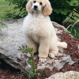 Poodle Puppies from Gwynt Standard Poodles