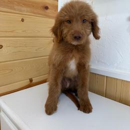 Lambo - Red  male Goldendoodle puppy in Payson, Utah from Country Sky Doodles
