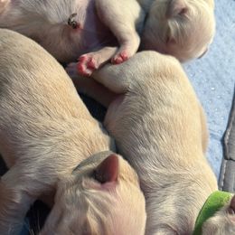 Golden Retriever Puppies from Tupelo Honey Farm's Golden Retrievers