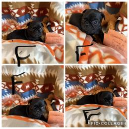 Female 2 - Black female Pug puppy in Trenton, Tennessee from Brenda's Puppies