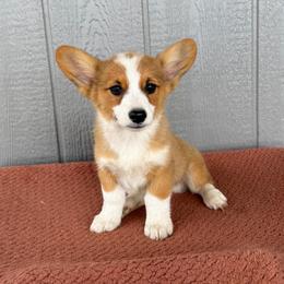 Cheddar - Red male Pembroke Welsh Corgi puppy in Mc Cammon, Idaho from Sunny J Corgis and Mini Americans