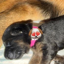 Fuchsia Collar - Black and red female German Shepherd puppy in Davie, Florida from Vom Broward Haus