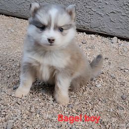 Bagel boy - Blue male Pomsky puppy in Isanti, Minnesota from Magnum Pomskies