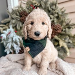 Milk Chocolate - Cream Goldendoodle puppy in Lagrange, Ohio from Sweet Magnolia Doodles and The Magnolia Golden Retrievers