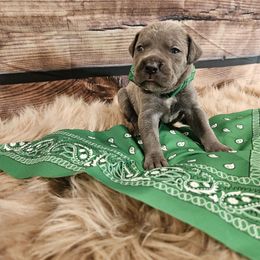 Green-Straw carrier - Gray female Cane Corso puppy in Fritch, Texas from Carrie Brown's Cane Corsos