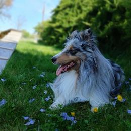 Loki - Shetland Sheepdog