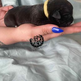 Light yellow - Black female Cane Corso puppy in Laplace, Louisiana from Tou Tru kennel