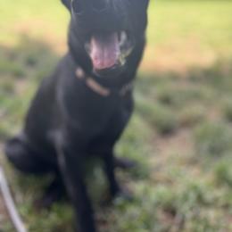German Shepherd Puppies from Paws Of Germany