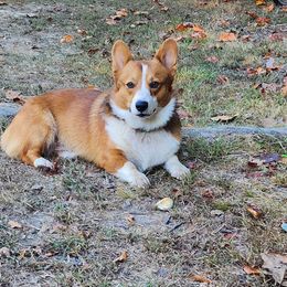 Theodore - Pembroke Welsh Corgi