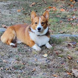 Theodore - Pembroke Welsh Corgi