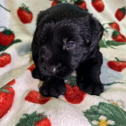 Giant Schnauzer Puppies from Toledo Bend Giants Vom Zitronen