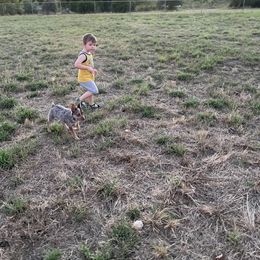 Australian Cattle Dog Puppies from Rising J Cattle Dogs