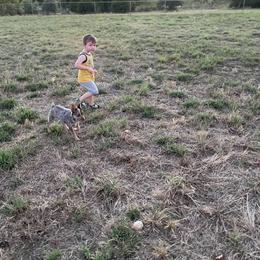 Australian Cattle Dog Puppies from Rising J Cattle Dogs