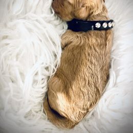 Cavapoo Puppies from Veronica's Cavapoos