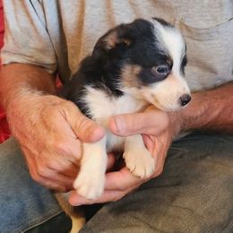 Kristoff - Black male Working Dog Cross puppy in Nevada, Missouri from Briarwood Collies