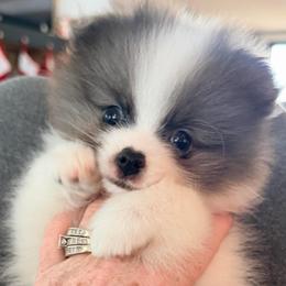Casper - Blue parti male Pomeranian puppy in Cropwell, Alabama from Poms On The Lake