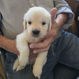Glory  (Girl 2) - Light golden female Golden Retriever puppy in Elizabeth, Colorado from Blazing Star Goldens