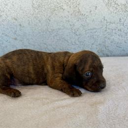 Copper - Brindle male Dachshund puppy in Perris, California from Doxie_pupps