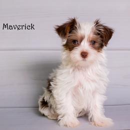 Maverick - Parti male Yorkshire Terrier puppy in Loxahatchee, Florida from Our Yorkie Corner