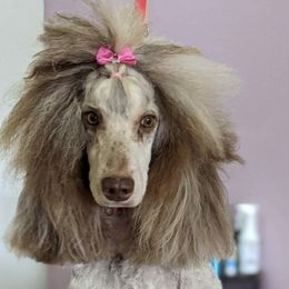 Poodles from Desert Ranch