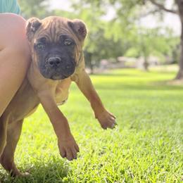 Purple collar - Fawn female Cane Corso puppy in Opelousas, Louisiana from Azelees Cane Corso