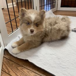 Pomsky Puppies from Pomskies 4 Dayz