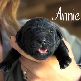 Annie - Black female Dilute Retriever puppy in Baldwin City, Kansas from Hedge Lane Labradors