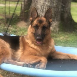 Cora - German Shepherd
