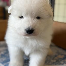 Labrador Retriever and Samoyed Puppies from Carefree Samoyeds & Deserthills Labradors