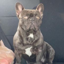 Ruckus - French Bulldog