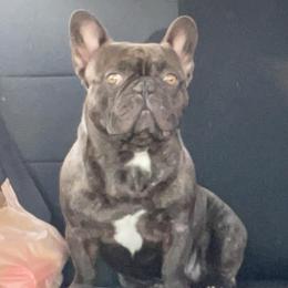 Ruckus - French Bulldog