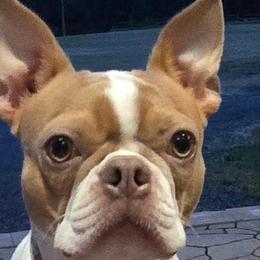 Skye Lee - Boston Terrier