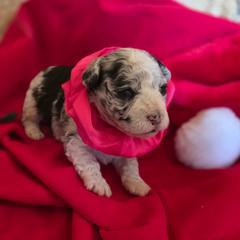Girl 1 - Black and tan female Corgipoo puppy in Junction, Utah from Sugar Doodles